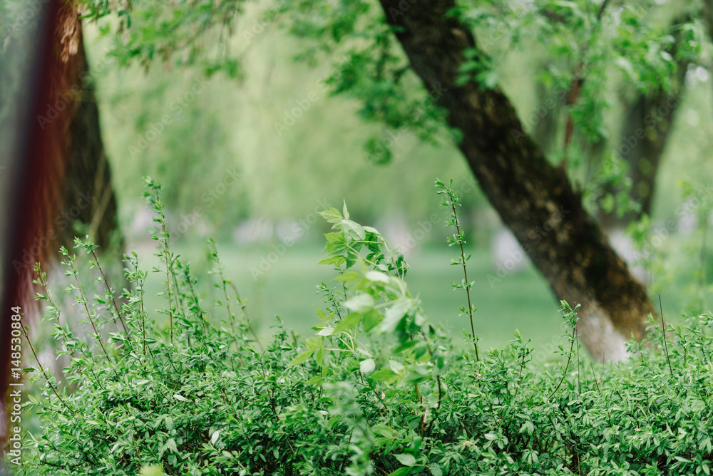 Fototapeta premium Spring Nature. Beautiful Landscape. Tranquil Background