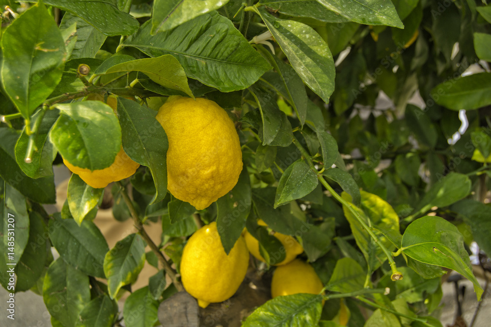 Lemon tree with yellow lemons an green leaves