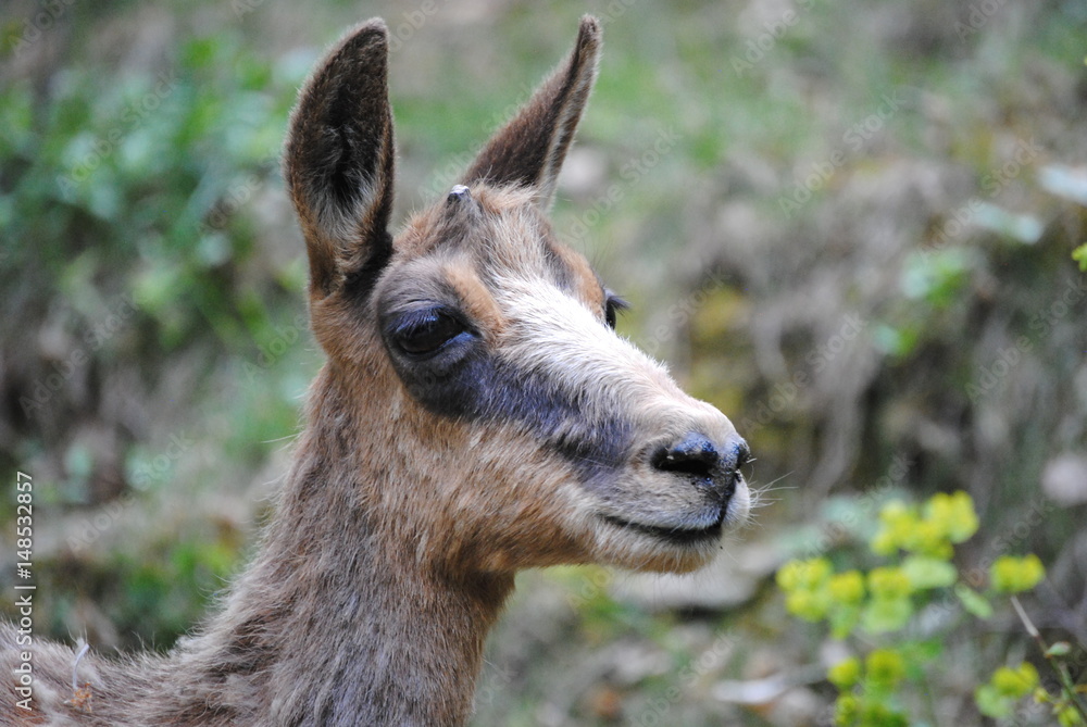 Isard Isard