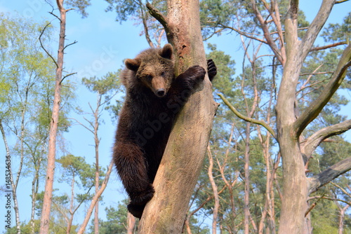 junger Braunbär auf einem Baum