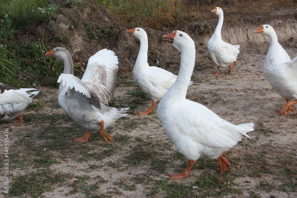 Snow goose spread them wings. Snow goose spread them wings.