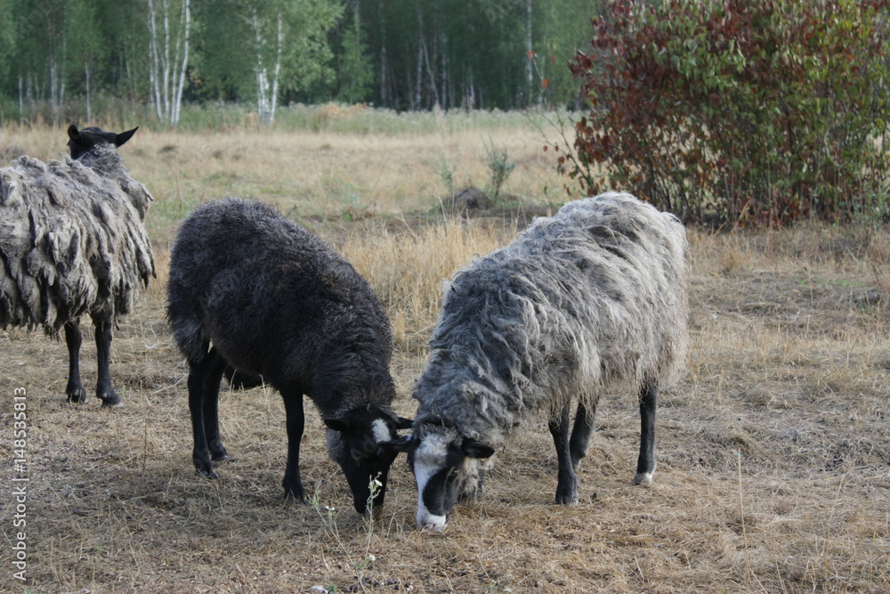 Obraz premium Group of grazing sheep.