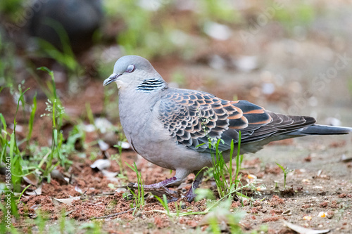 野鳥　キジバト photo