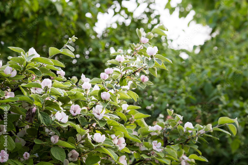 Quince flowers blossom. Cydonia oblonga flowers. Spring tree fruit blossoming. Quince flowers blossom. Cydonia oblonga flowers. Spring tree fruit blossoming.