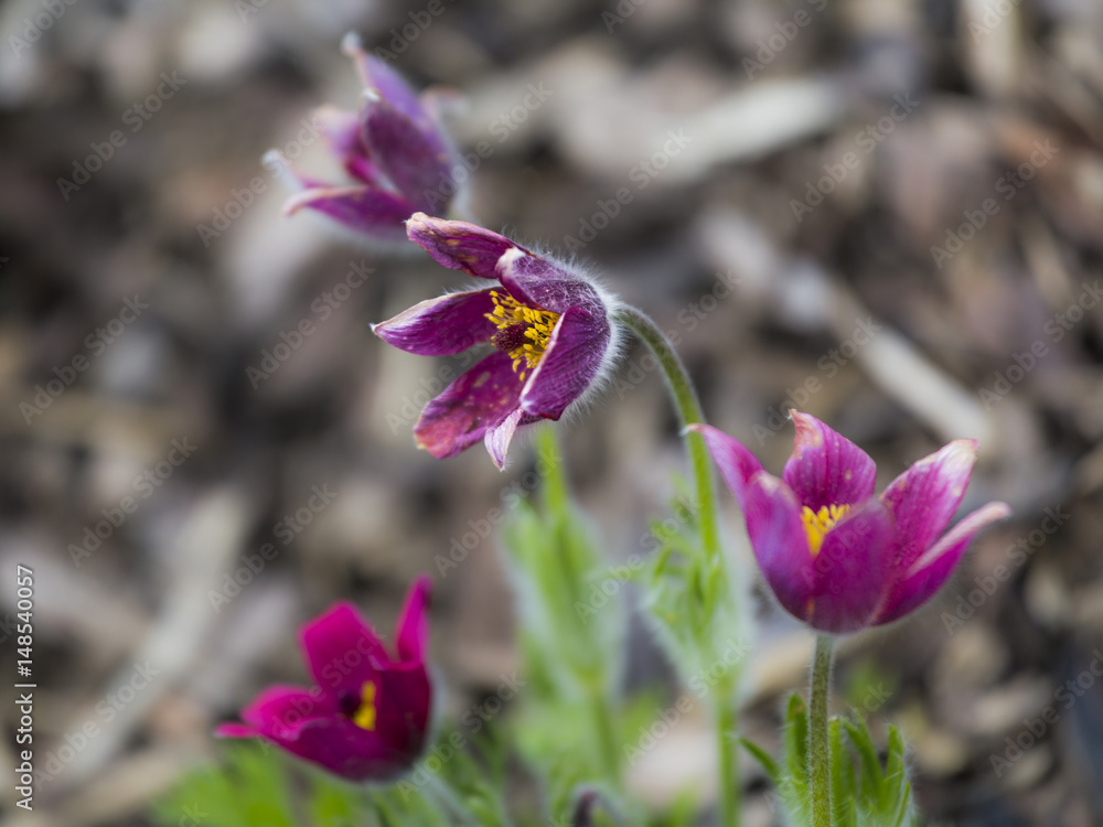 red pasque flower red pasque flower