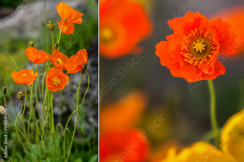 Orange poppy