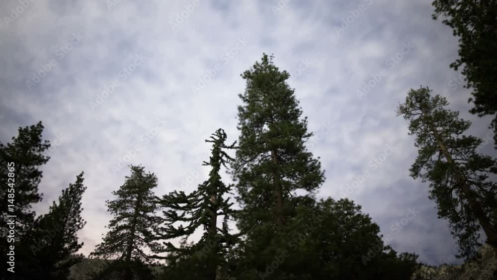 Stars in Alpine Forest 07 Time Lapse Clouds
