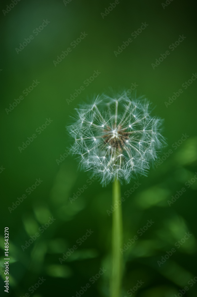 Fototapeta premium dandelion in a green grass 