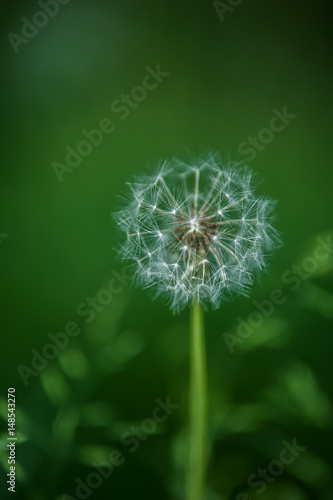dandelion in a green grass 