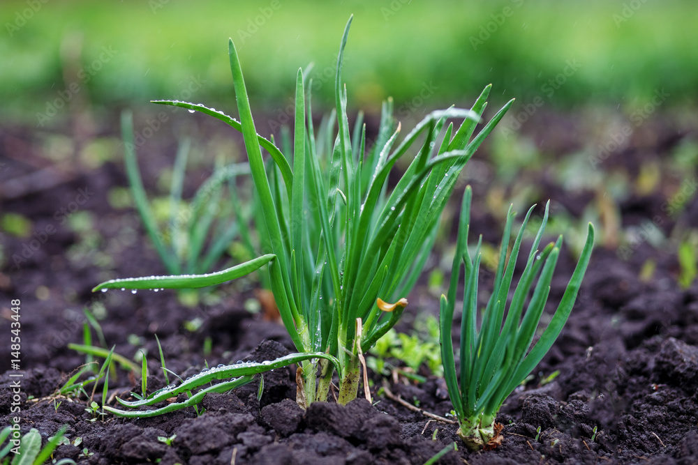 Green onions growing in the ground. The concept of plants and food. Green onions growing in the ground. The concept of plants and food.