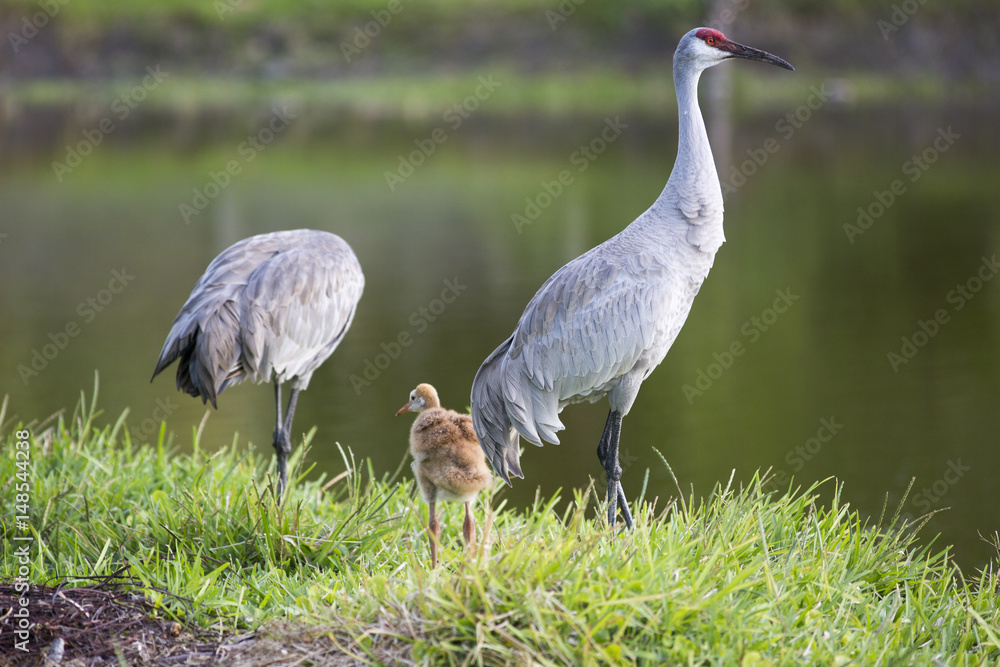Fototapeta premium Portrait of sandhill crane Grus canadensis