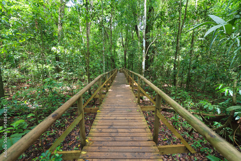 Boardwalk in forest Manuel Antonio Boardwalk in forest Manuel Antonio