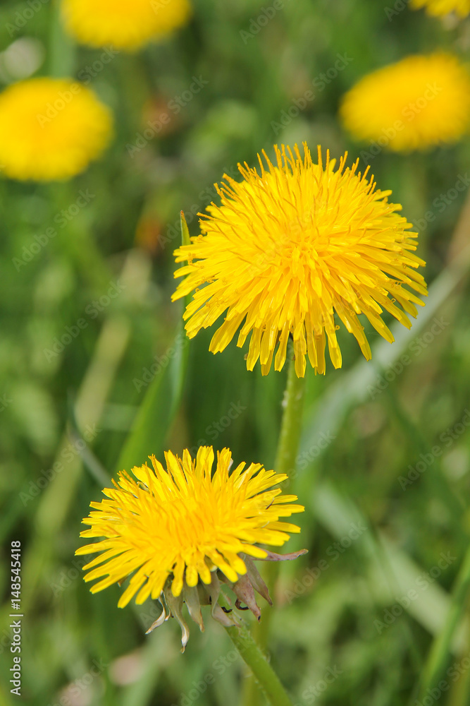 Yellow blossoming dandelion on a spring meadow Yellow blossoming dandelion on a spring meadow