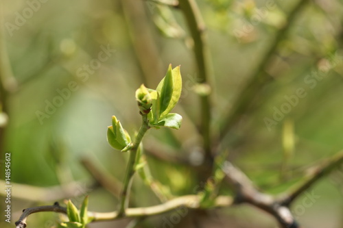 Young spring first foliage on blueberry branches.