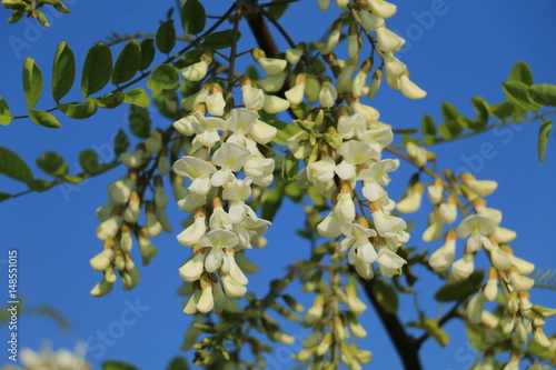 Acacia flower closeup (Robinia pseudoacacia). Acacia tree bloom