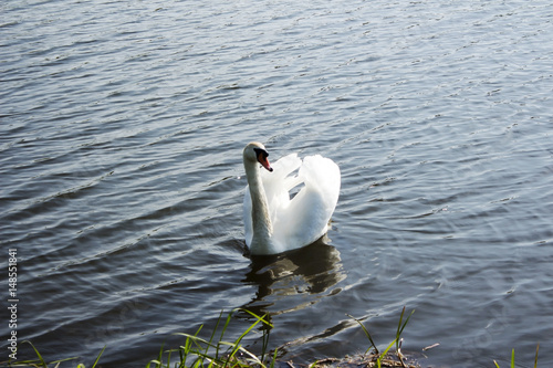 Swan 1