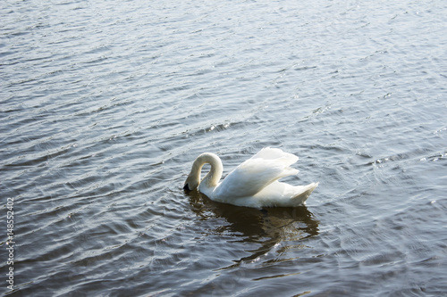 Swan 3