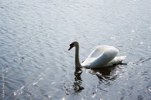 Swan 5