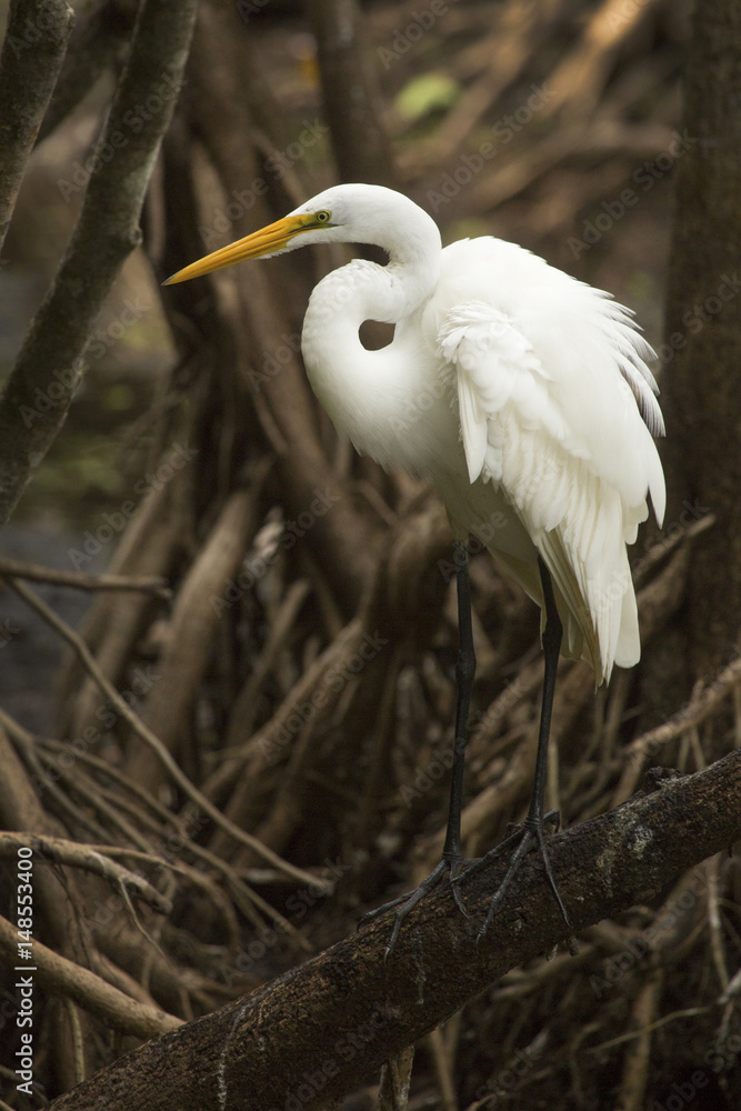 Great egret standing on a branch in Florida's Everglades. Great egret standing on a branch in Florida's Everglades.