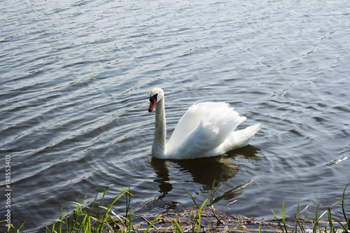 The Lone Swan