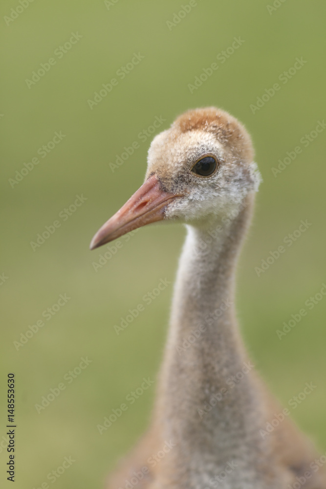 Fototapeta premium Portrait of Sandhill crane Grus canadensis chick
