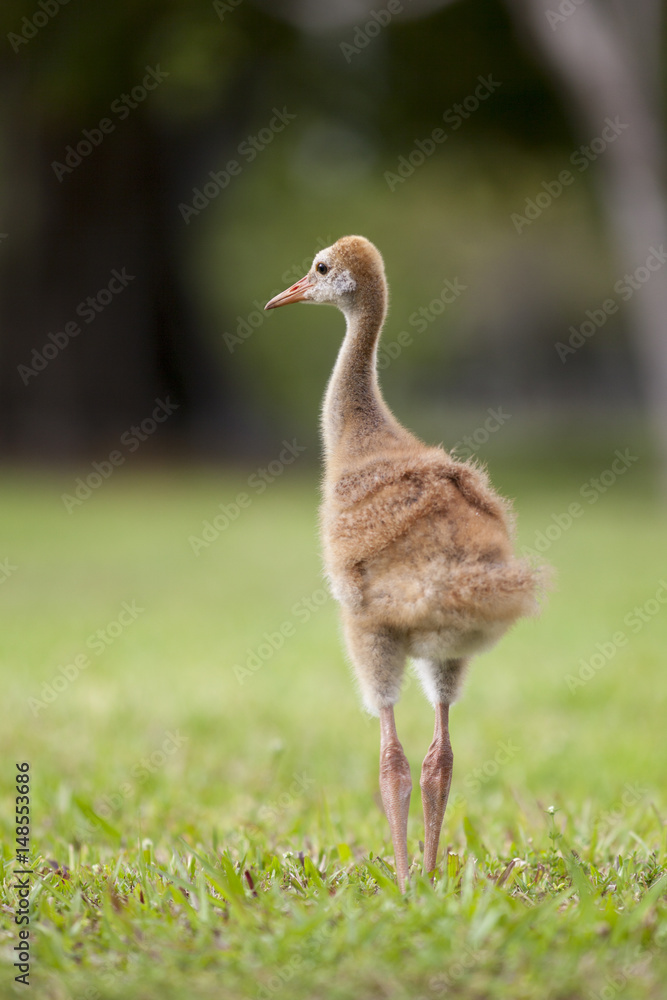 Portrait of Sandhill crane Grus canadensis chick Portrait of Sandhill crane Grus canadensis chick