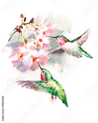 Watercolor Birds Hummingbirds Flying Around the Cherry Blossoms Flowers Hand Drawn Summer Garden Illustration isolated on white background