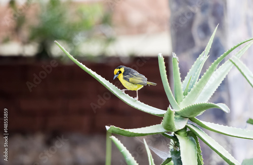 Baglafecht Weaver (Ploceus baglafecht) Perched on a Cactus in Northern Tanzania photo