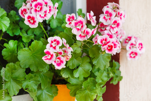 Fototapeta Naklejka Na Ścianę i Meble -  geranium flowers