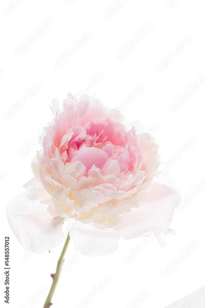 peony on the white peony on the white