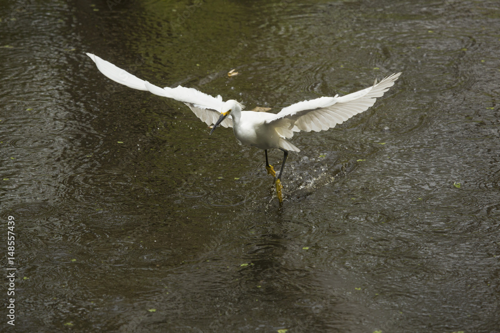 Snowy egret flies with a fish in its bill, Florida. Snowy egret flies with a fish in its bill, Florida.
