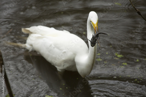 Foto Great egret with a bullhead catfish in its bill, Florida.