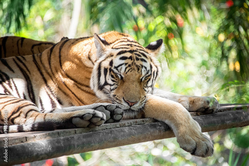 A beautiful young striped tiger is sleeping. Close-up. Horizontal frame