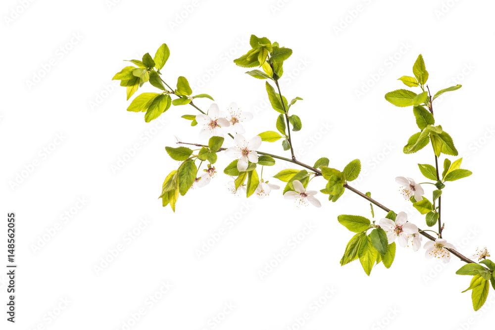 green leaf tree isolated on white background green leaf tree isolated on white background