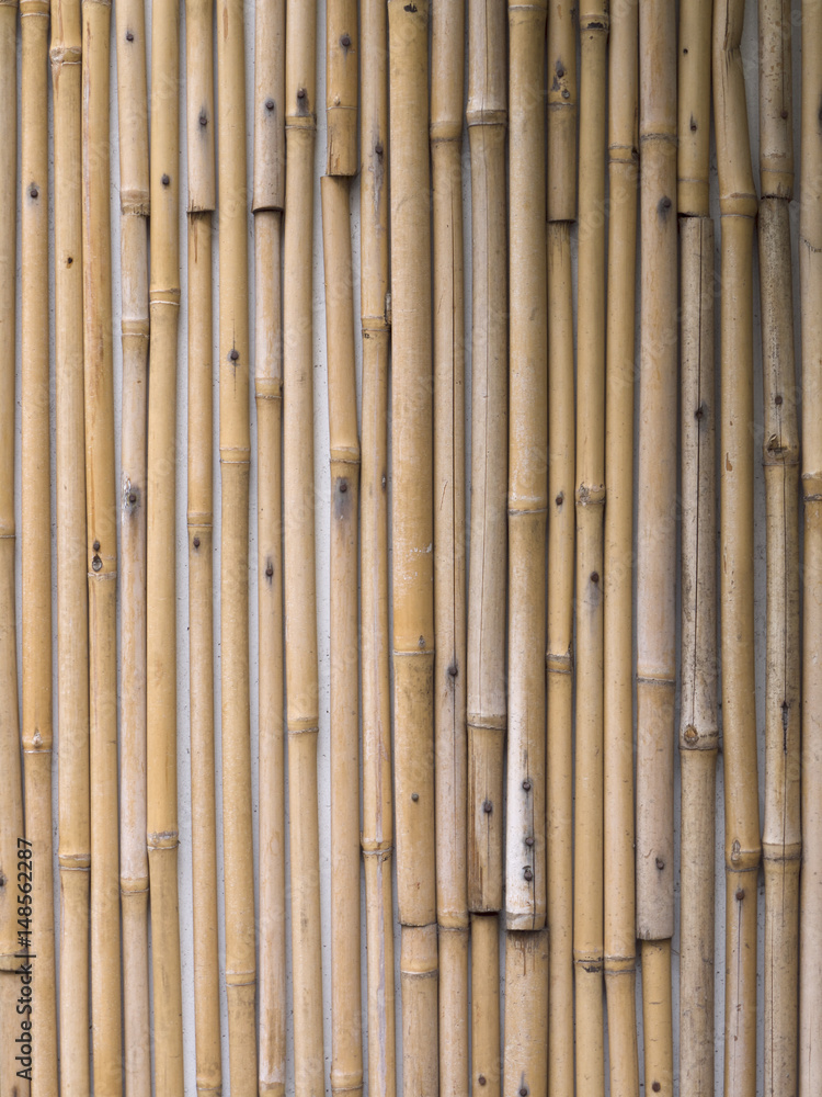Bamboo Bamboo