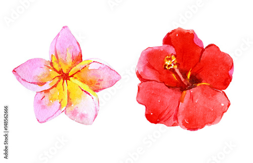 Set of tropical flowers, watercolor illustration
