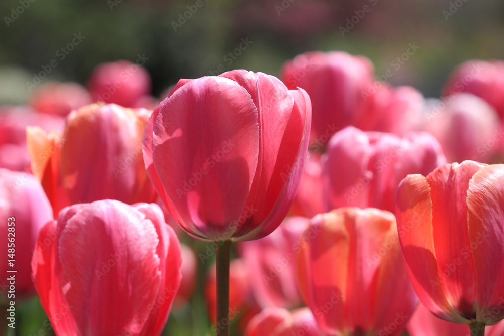 Beautiful tulips in the garden Beautiful tulips in the garden