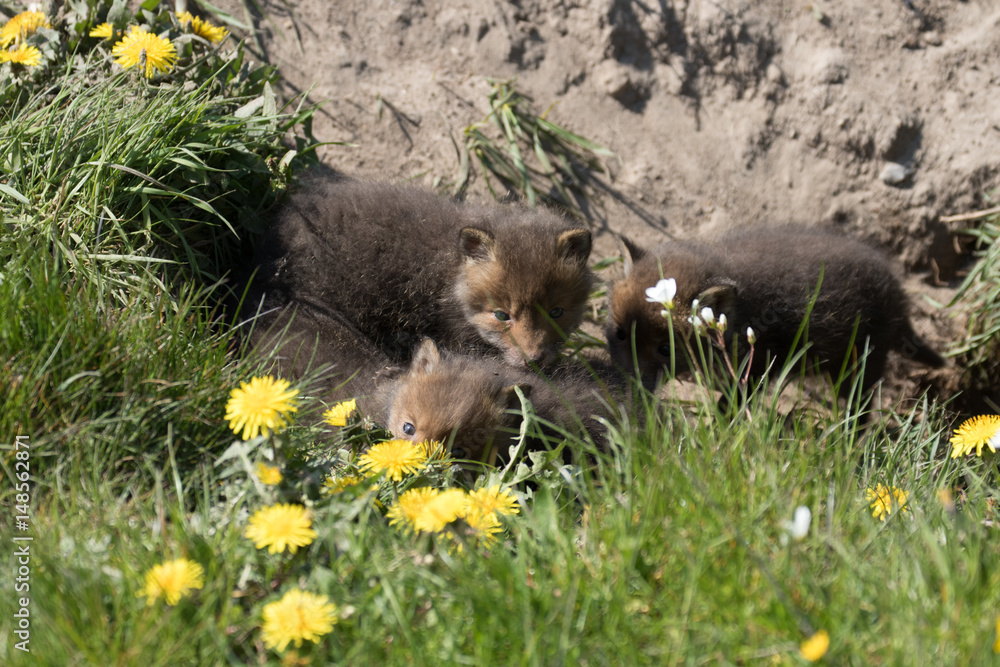 Fototapeta premium Baby fox in the green grass