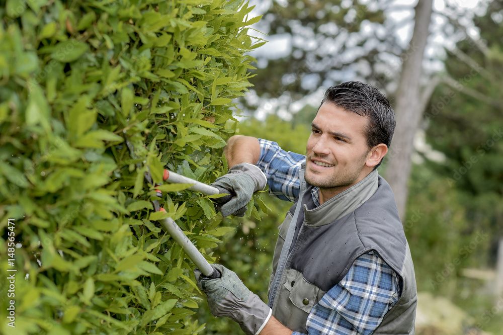 Man trimming side of hedge with shears Stock Photo | Adobe Stock