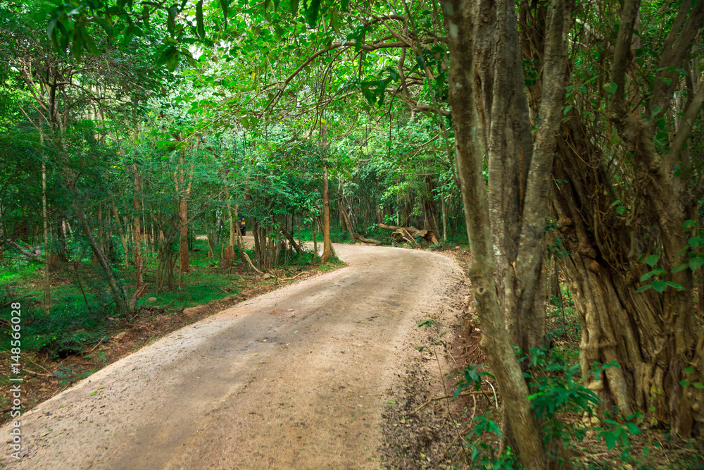 Road in magic dark forest Road in magic dark forest