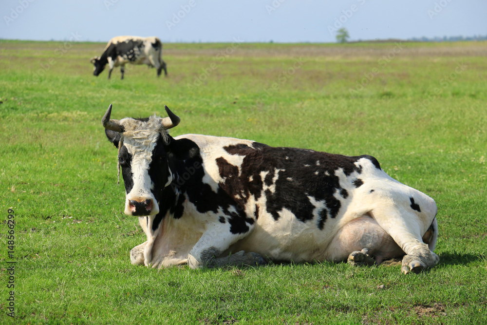 black and white cows lying on the grass black and white cows lying on the grass