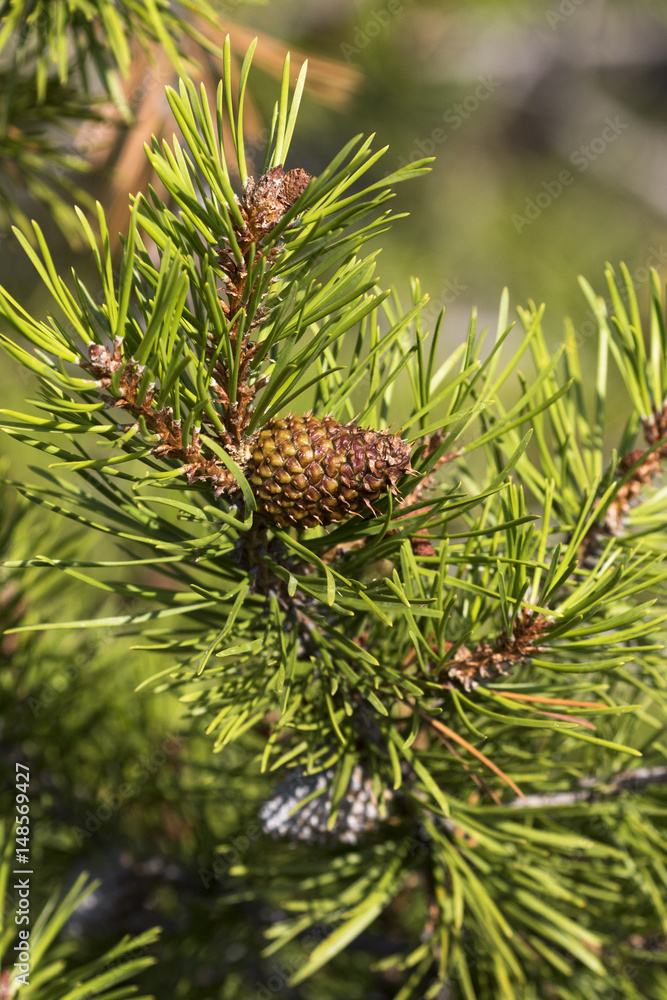 Obraz premium Serotous pine cone on Lodgepole pine