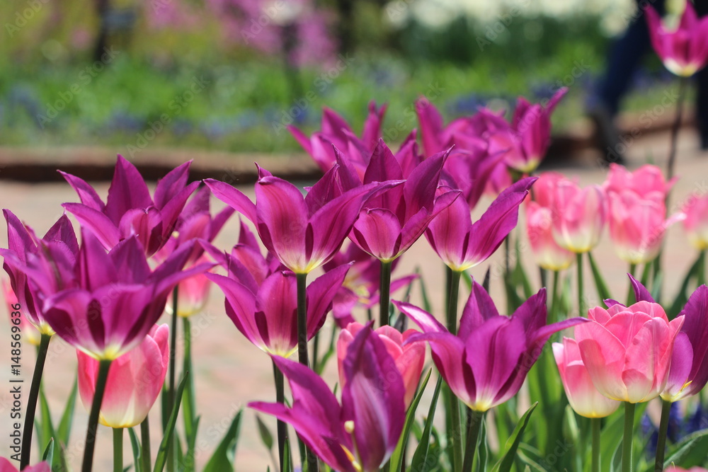 Purple Tulips