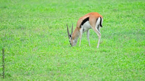 Thompson gazelle or grazing in savannah photo