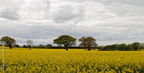 Yellow rape on field. Horizontal line of plants and trees on cloudy sky. Rural landscape Christleton, Cheshire, England  photo