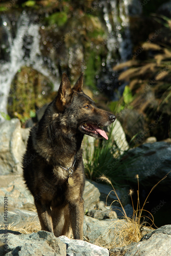 Naklejka premium Portrait of Italian wolf dog