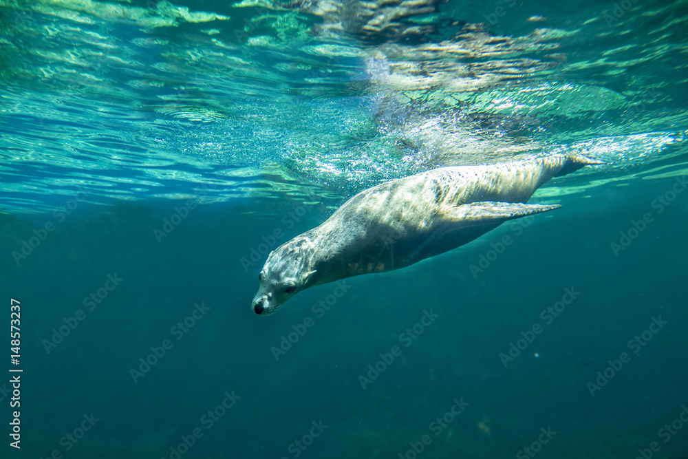 Naklejka premium Californian sea lion (Zalophus californianus) swimming underwater