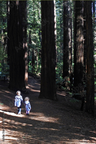 Sisters travel and hikes in Giant redwood forests New Zealand