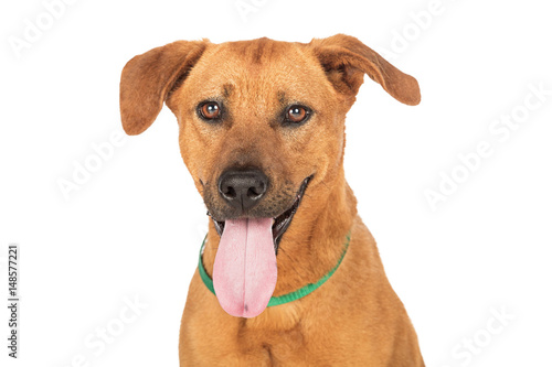 Closeup Mixed Breed Dog Tongue Out