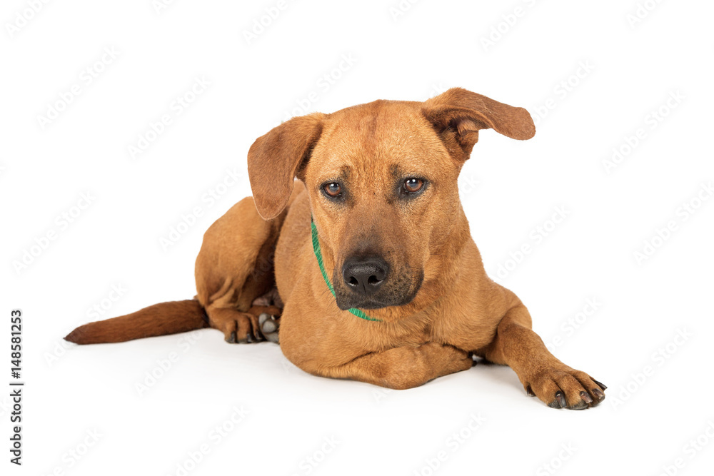 Labrador Rhodesian Ridgeback Dog Lying Down Labrador Rhodesian Ridgeback Dog Lying Down